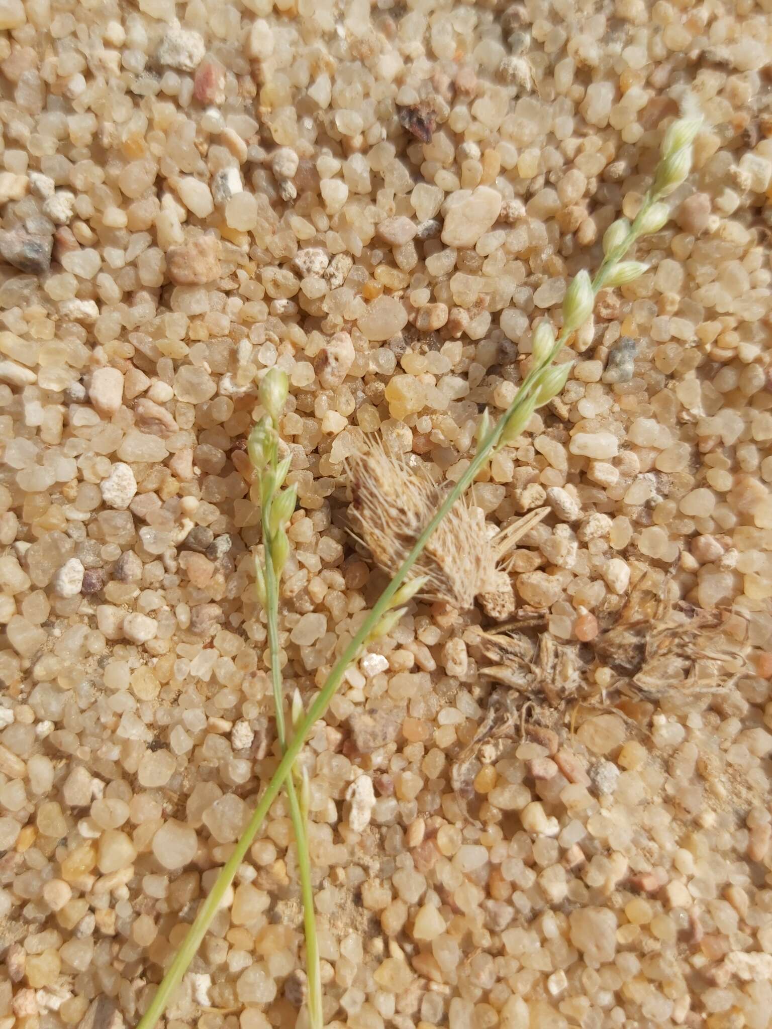 Plancia ëd Panicum turgidum Forssk.