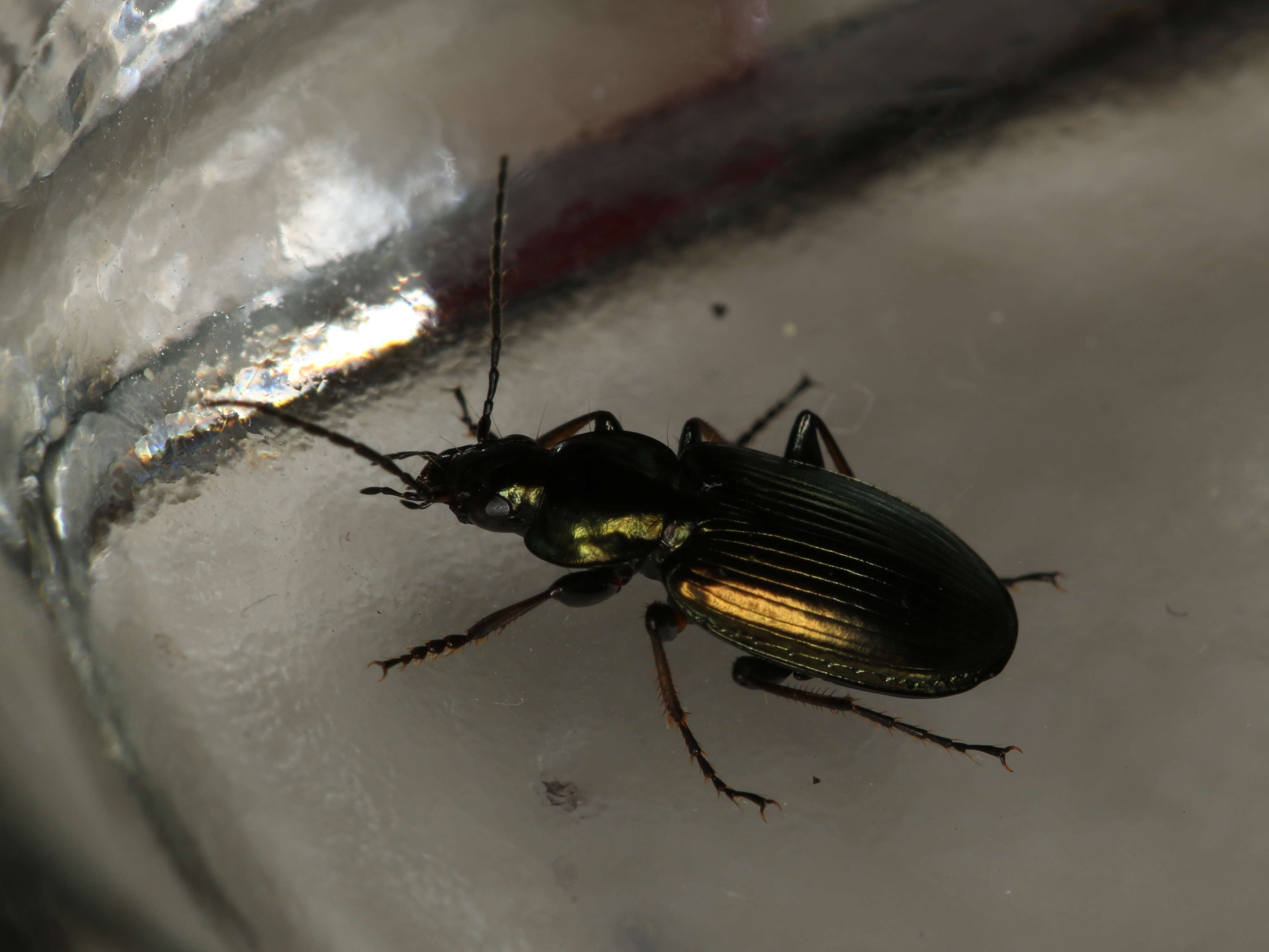 Agonum (Agonum) muelleri (Herbst 1784)的圖片