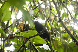 Image of White-shouldered Antbird