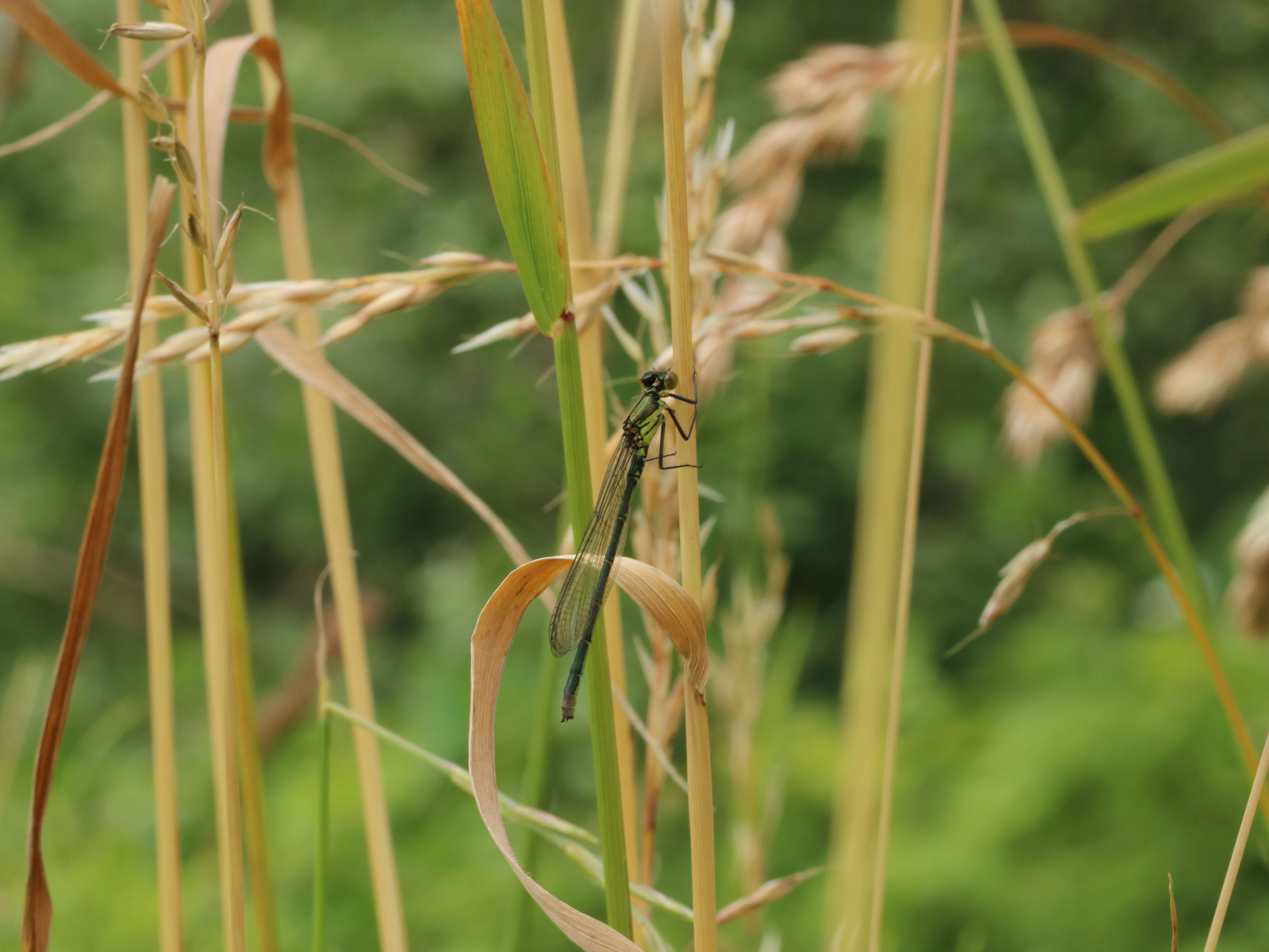 Image of red-eyed damselfly