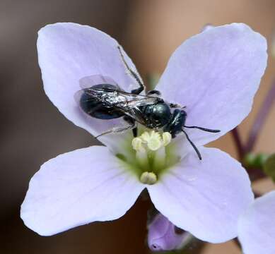 Image of Lasioglossum coeruleum (Robertson 1893)