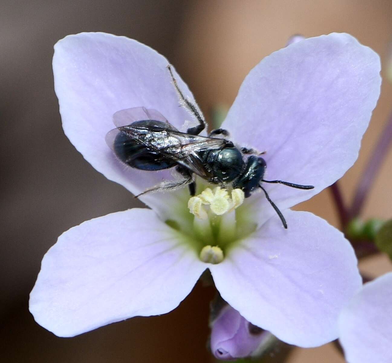 Lasioglossum coeruleum (Robertson 1893) resmi