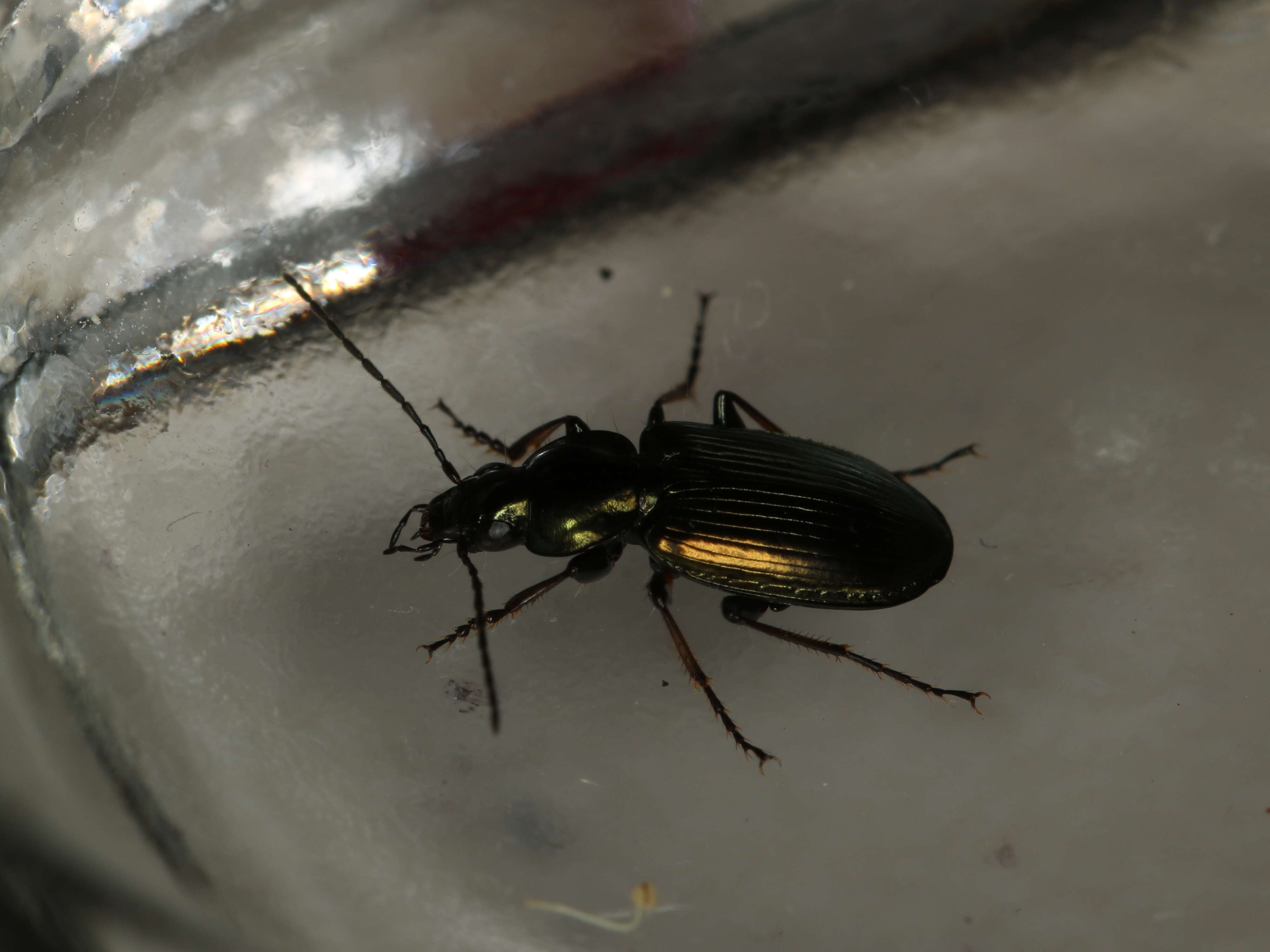 Agonum (Agonum) muelleri (Herbst 1784)的圖片