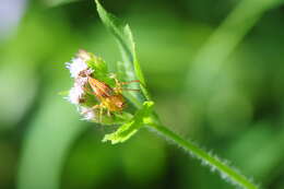 Image of Oxyopes sertatus L. Koch 1878