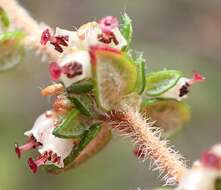 Image of Erica cordata var. cordata