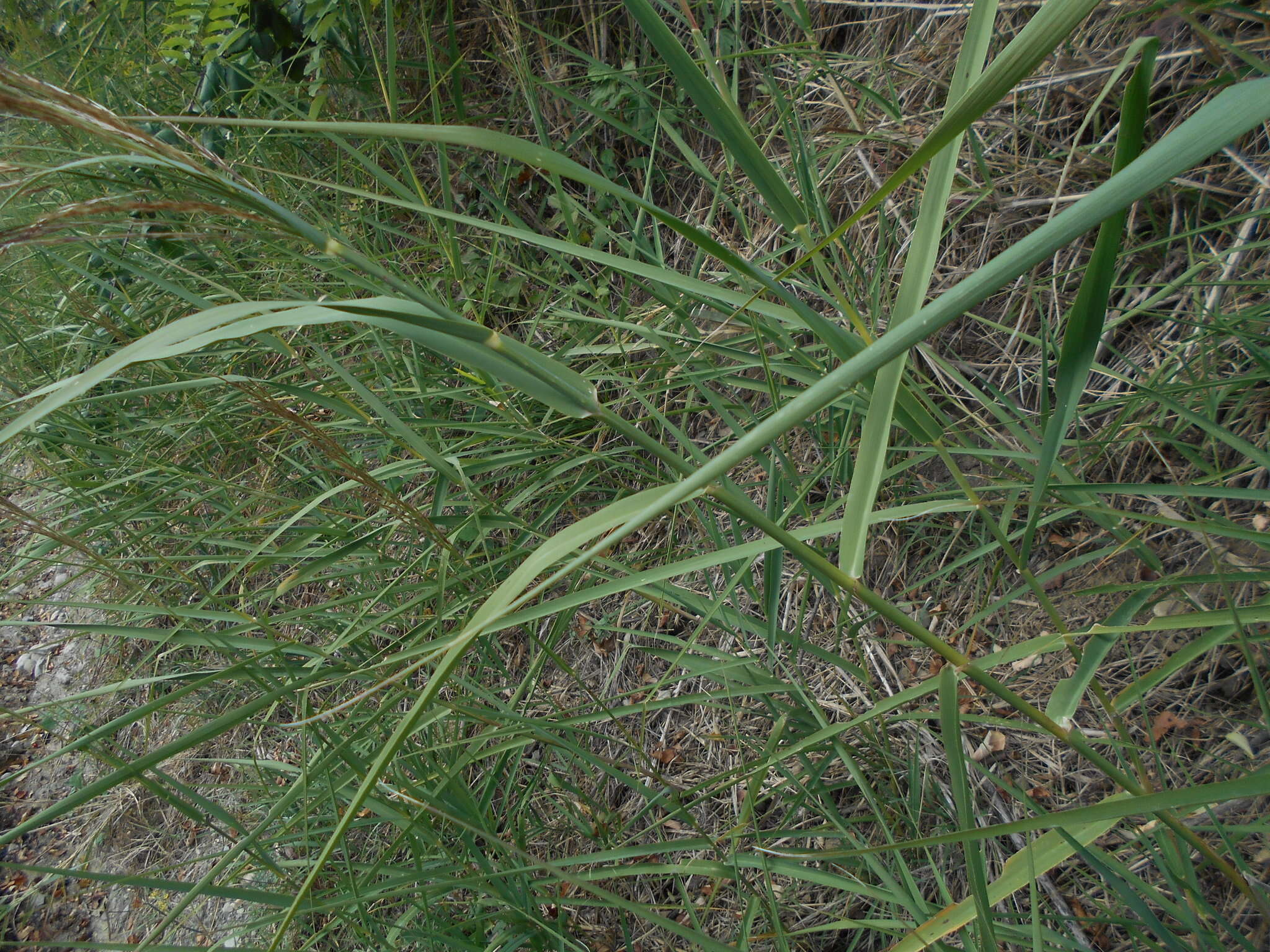 صورة Arundo plinii Turra