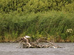 Image of Black-headed Gull