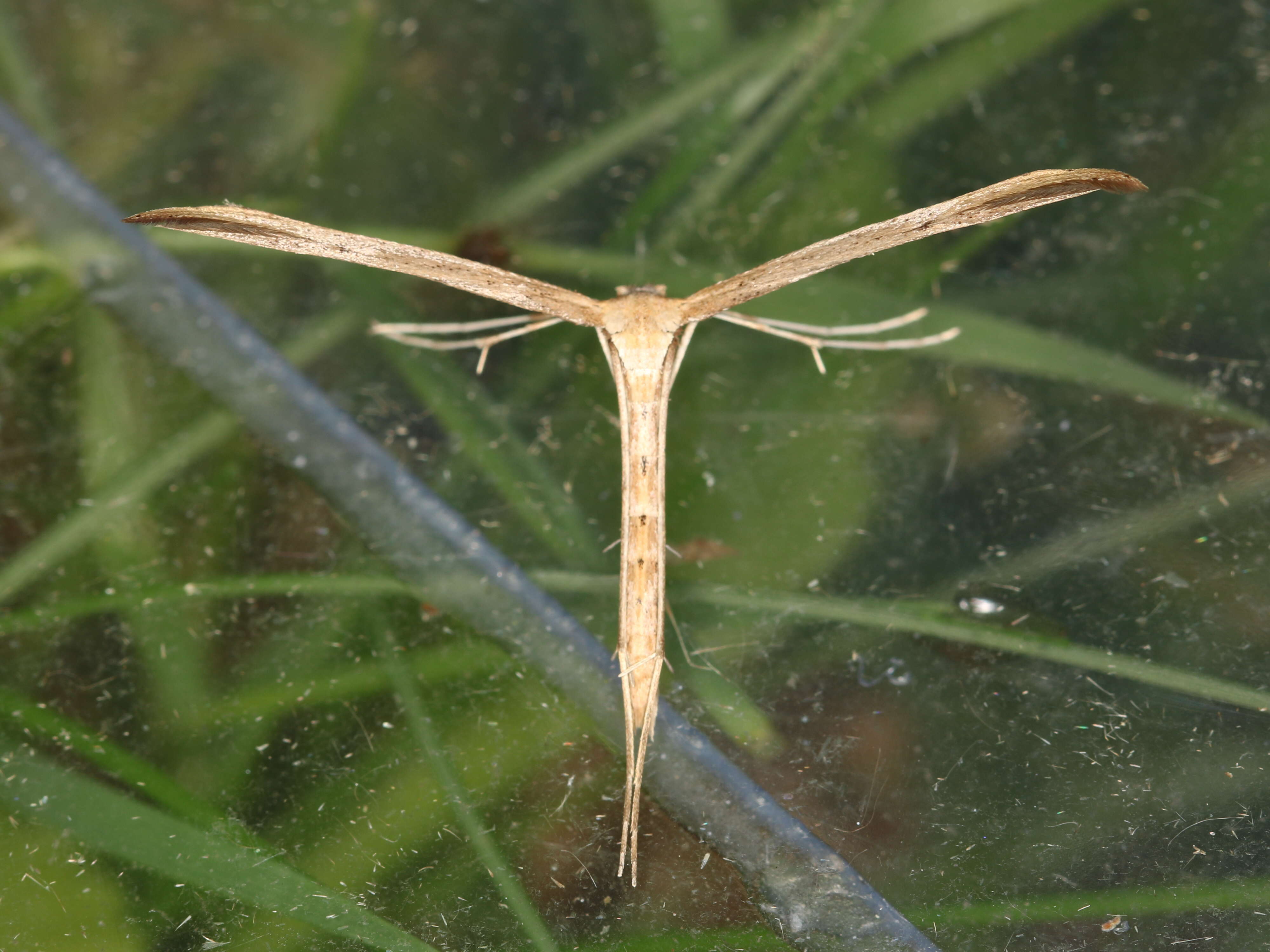 صورة Emmelina (Alucita) monodactyla (Linnaeus 1758)