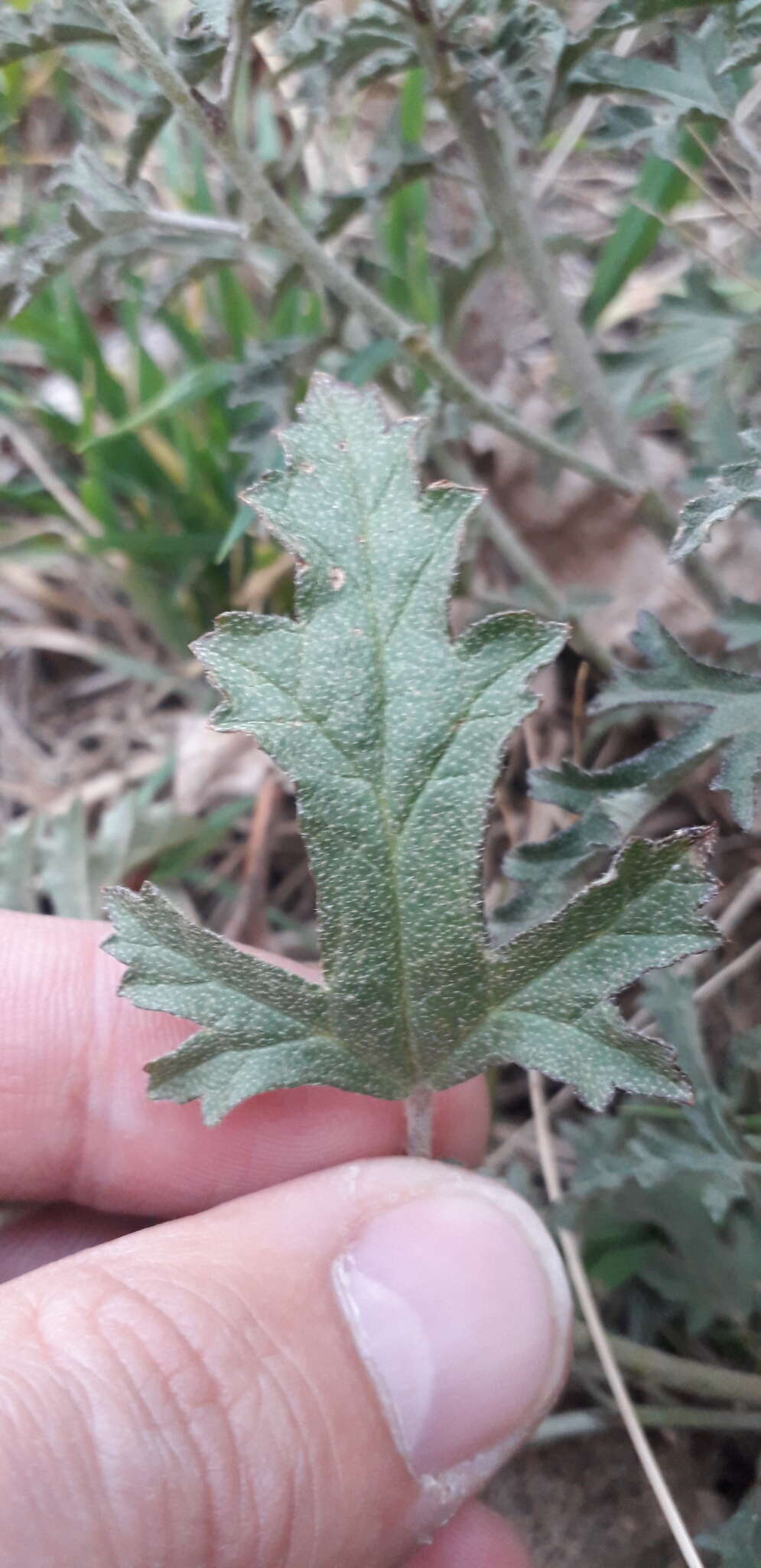 Image of Sphaeralcea australis Speg.