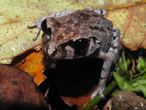 Image of Hasselt's Litter Frog