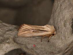 Image of shoulder-striped wainscot