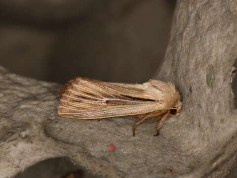 Image of shoulder-striped wainscot