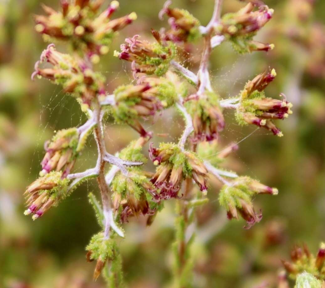 Imagem de Elytropappus gnaphaloides (L. fil.) Levyns