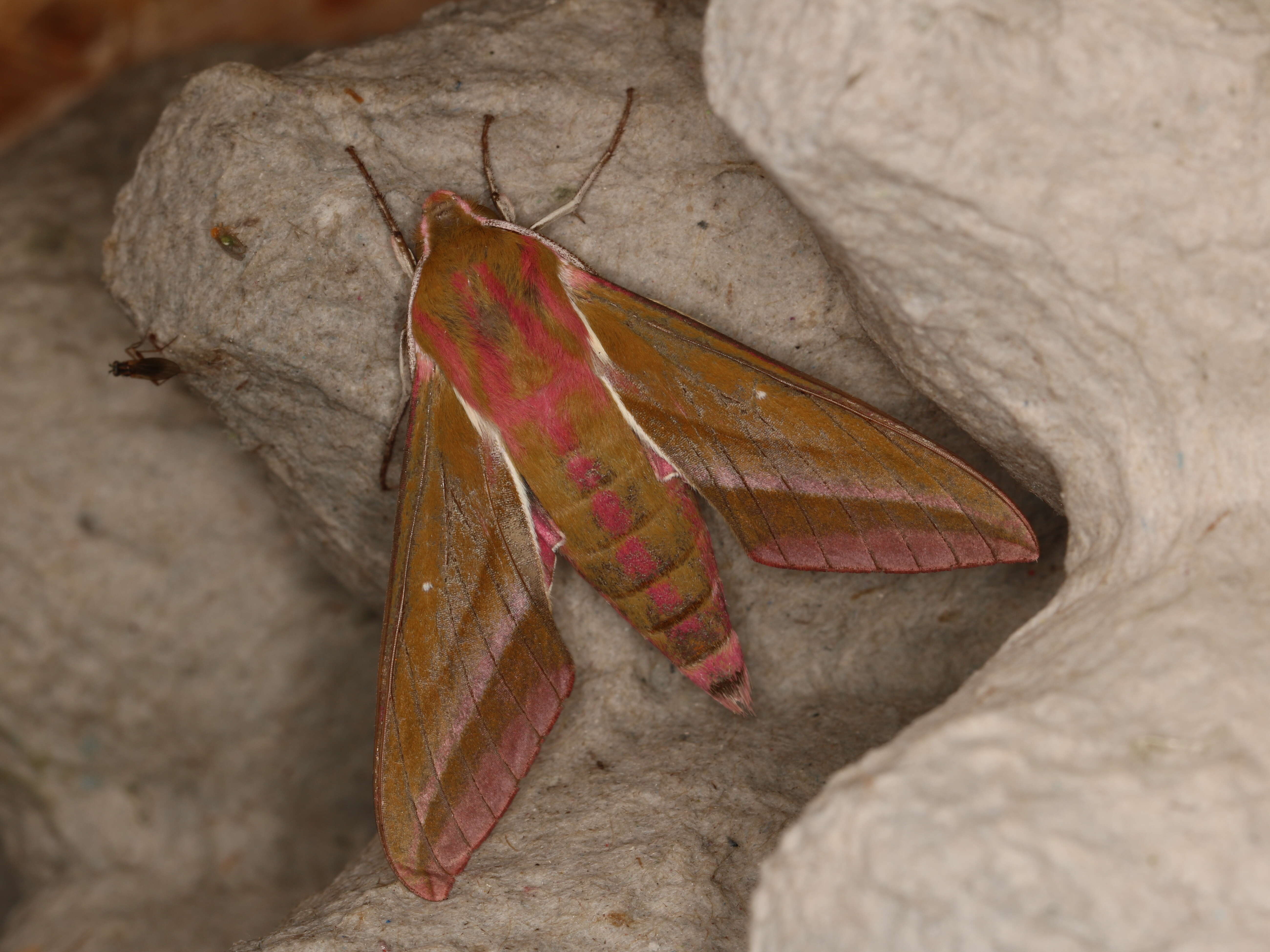 Image of elephant hawk-moth