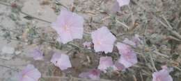 Image of Convolvulus cephalopodus subsp. bushiricus (Bornm.) J. R. I. Wood & Scotland