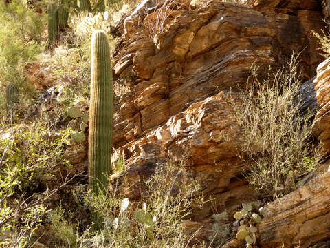 Image of saguaro