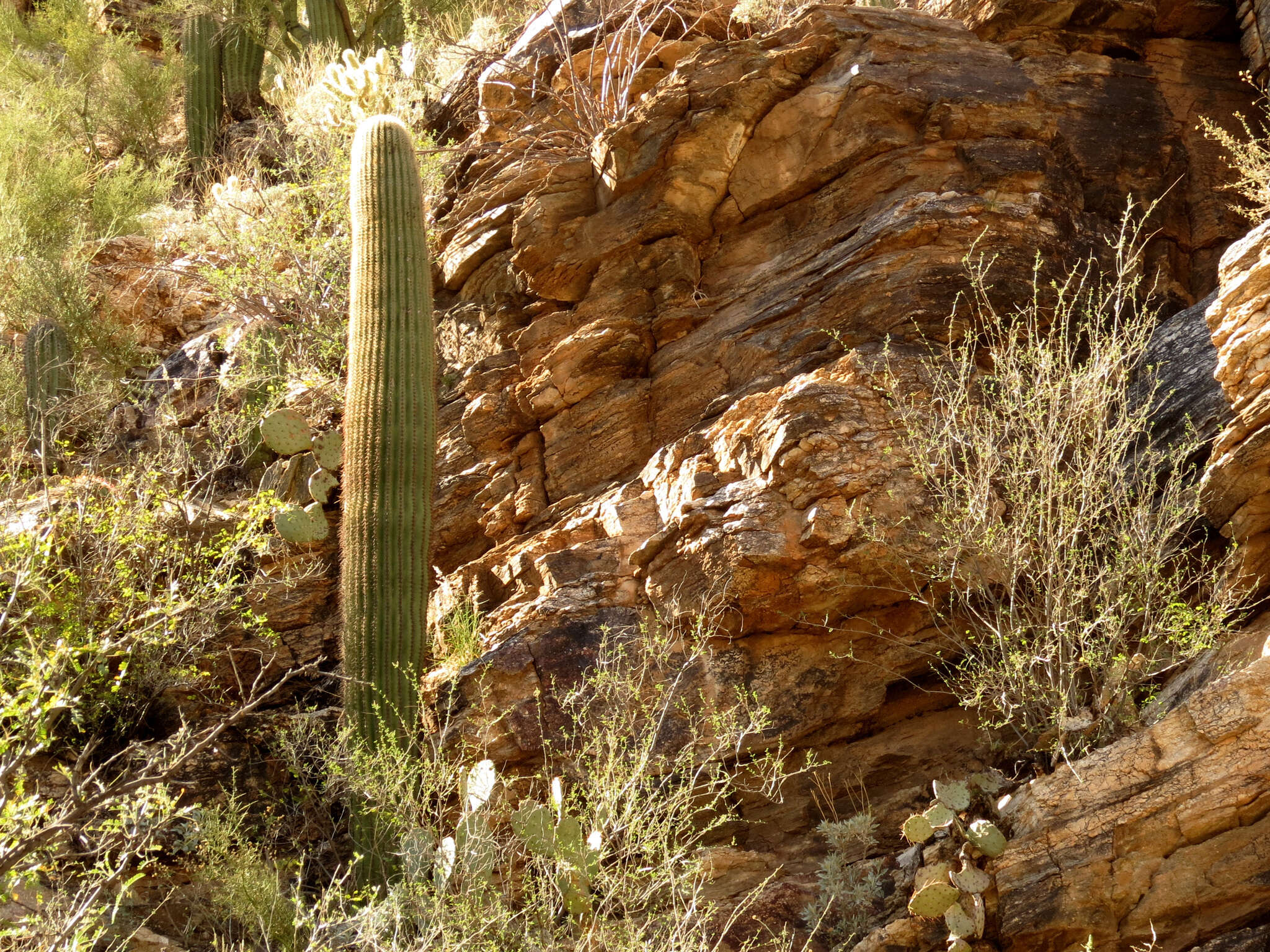 Image of saguaro