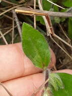 Image of Wedelia foliacea (Spreng.) B. L. Turner