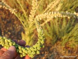 Image of Reseda suffruticosa Loefl.