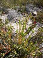 Image de Leucadendron flexuosum I. Williams