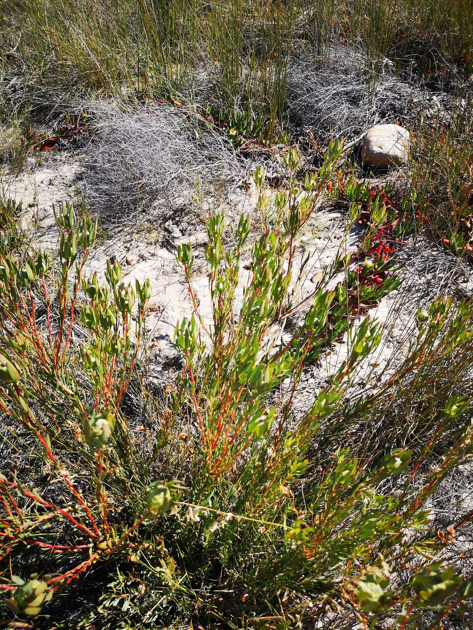 Image of Leucadendron flexuosum I. Williams