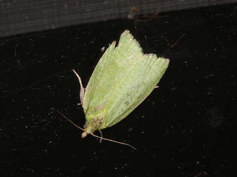 Image of green oak tortrix