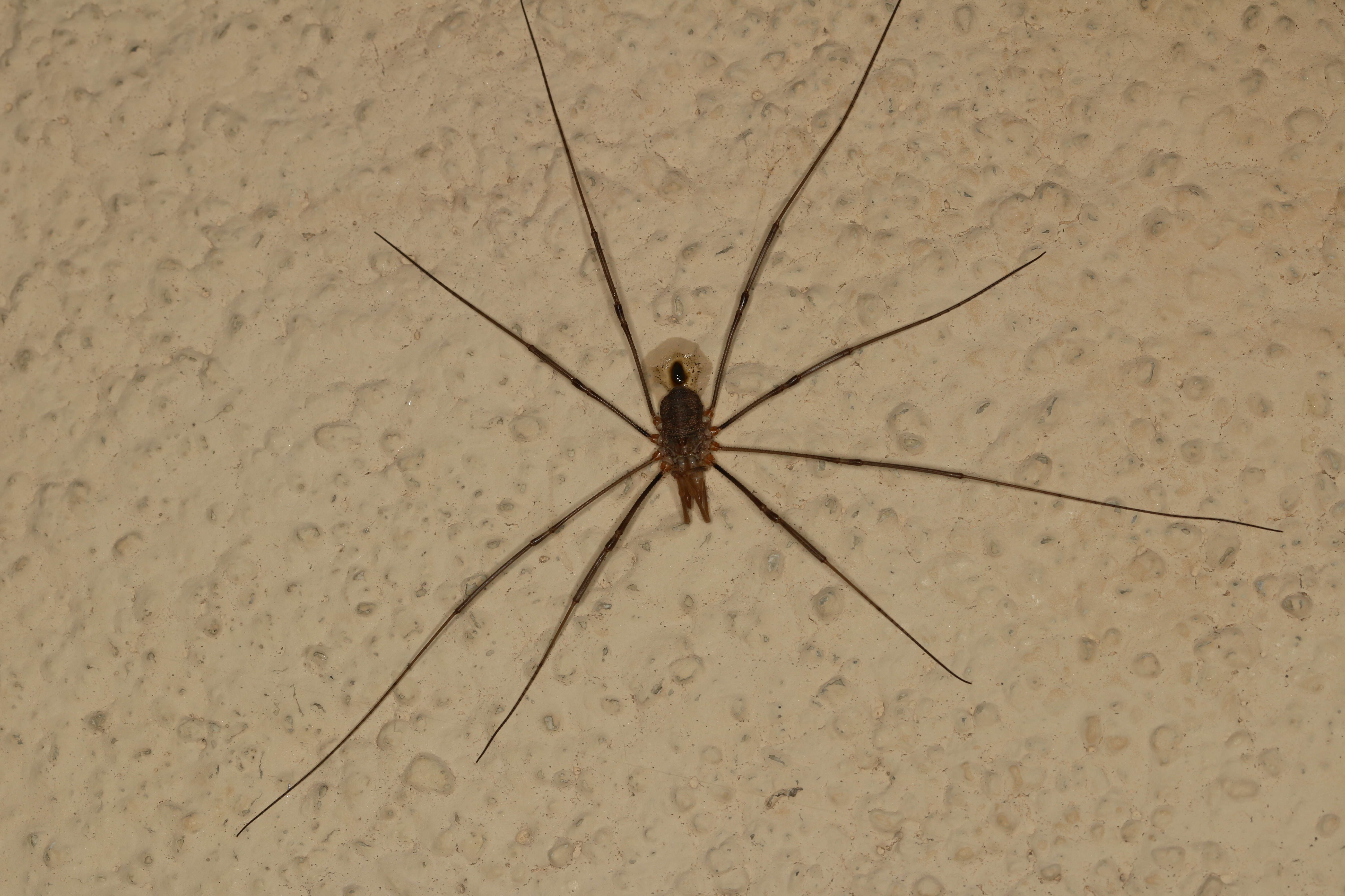 Image of Daddy longleg