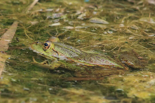 صورة Pelophylax epeiroticus (Schneider, Sofianidou & Kyriakopoulou-Sklavounou 1984)