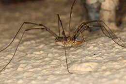 Image of Daddy longleg