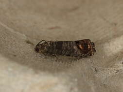 Image of codling moth