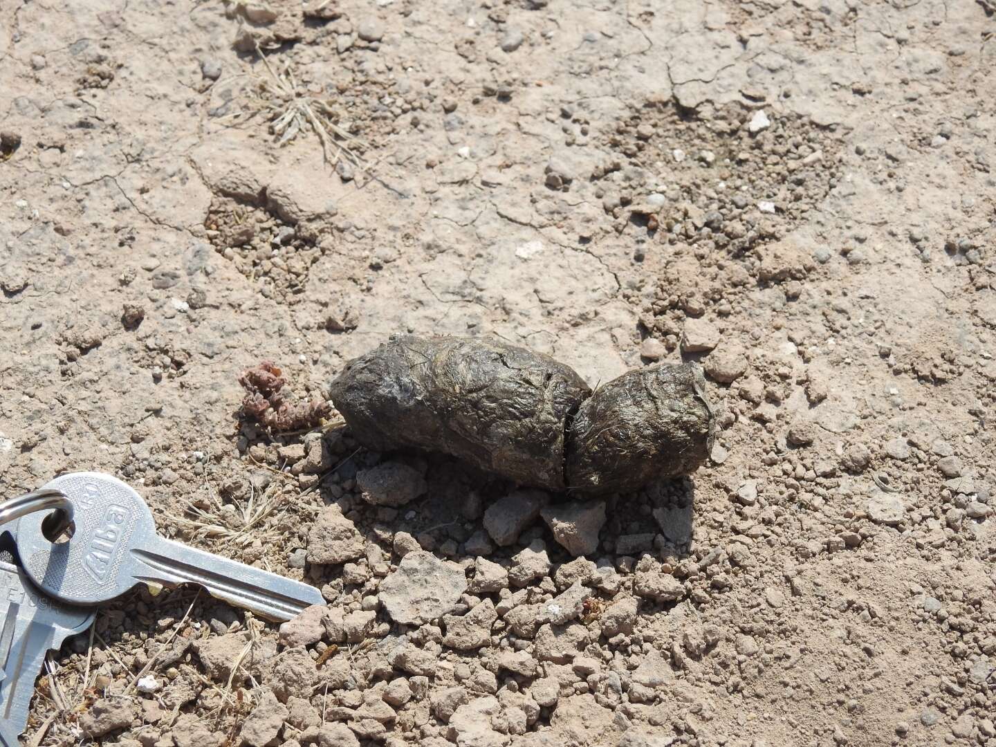 Plancia ëd Gopherus flavomarginatus Legler 1959