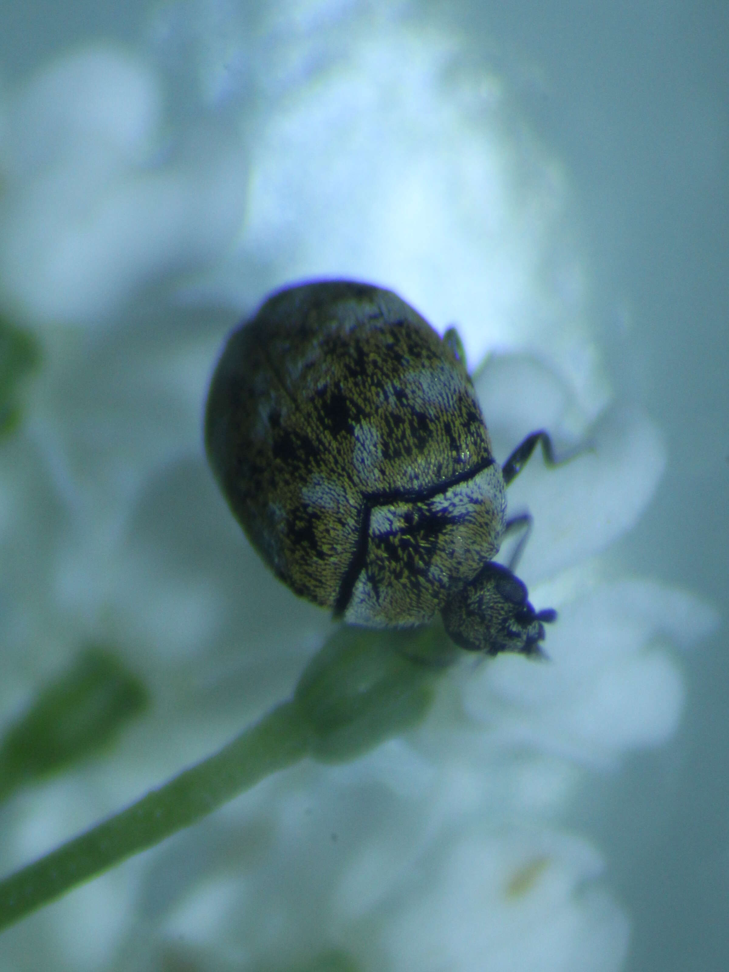 Image of Sacramento Anthicid Beetle