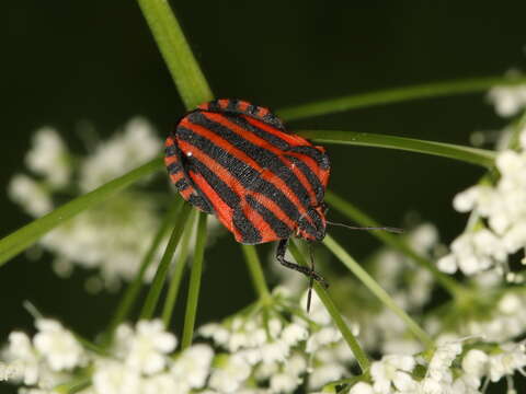 Image of <i>Graphosoma italicum</i>