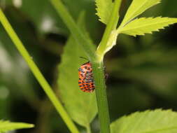 Image of <i>Graphosoma italicum</i>