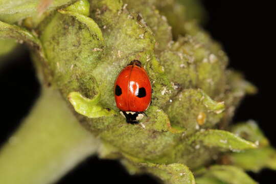 Image of twospotted lady beetle