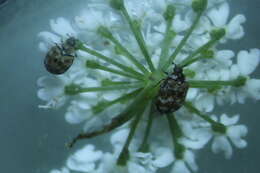 Image of Sacramento Anthicid Beetle