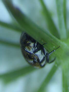 Anthrenus verbasci (Linnaeus 1767) resmi