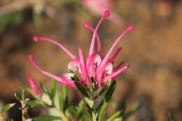 Image of Grevillea lavandulacea Schltdl.