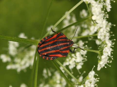 Image of <i>Graphosoma italicum</i>