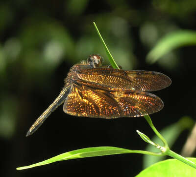 Слика од Rhyothemis obsolescens Kirby 1889