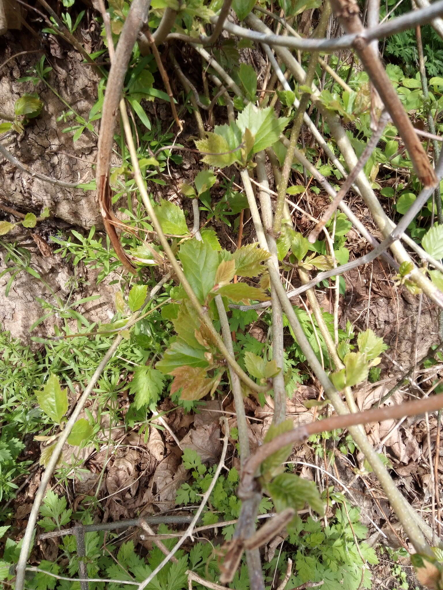 Image of London Plane