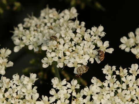 Image of Sacramento Anthicid Beetle