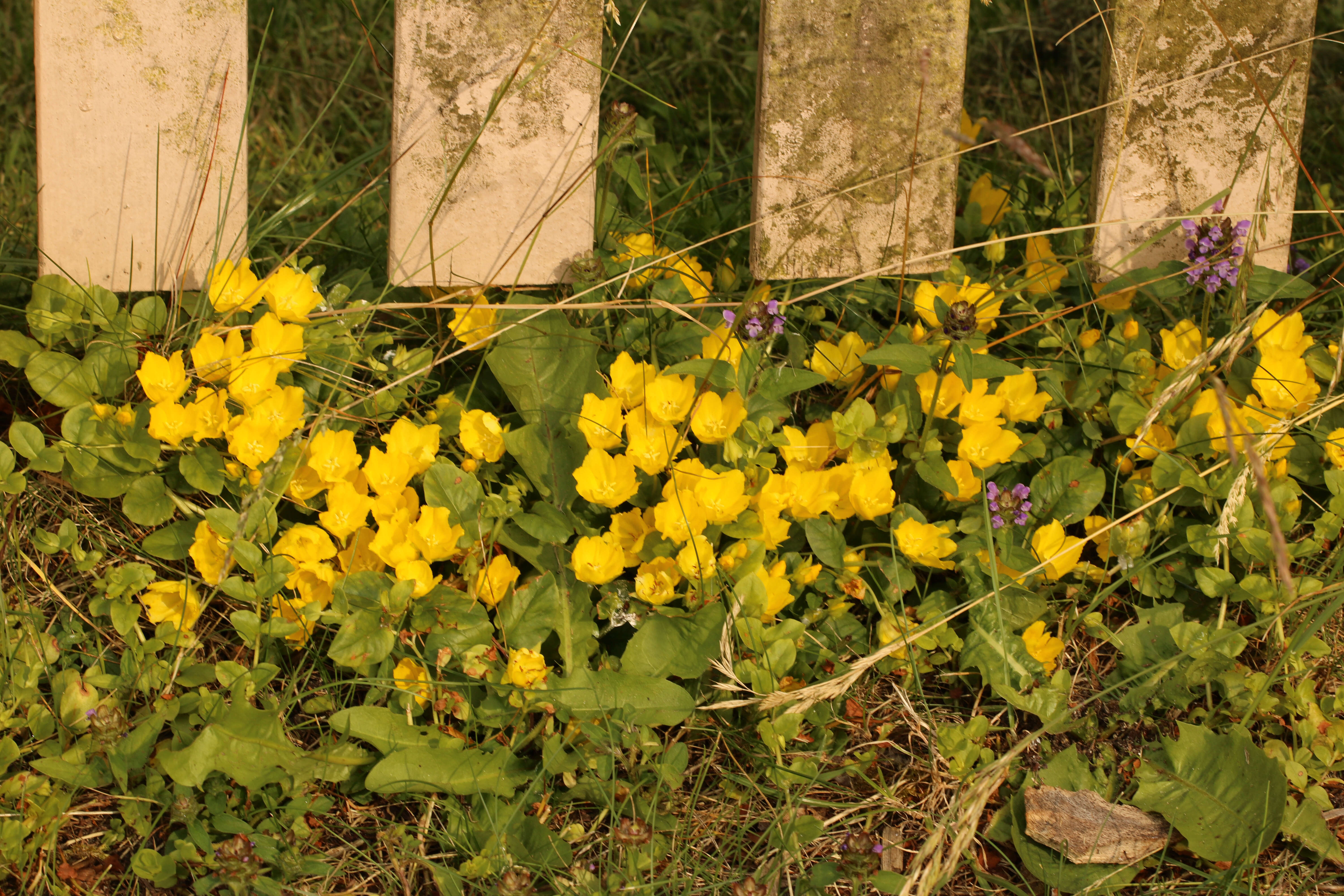 Image of creeping jenny