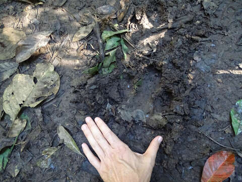 Image of Brazilian Tapir