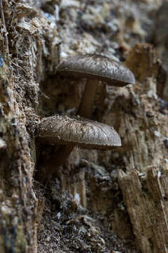 Pluteus umbrosus (Pers.) P. Kumm. 1871 resmi