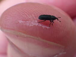 Image of Yellow toadflax stem weevil