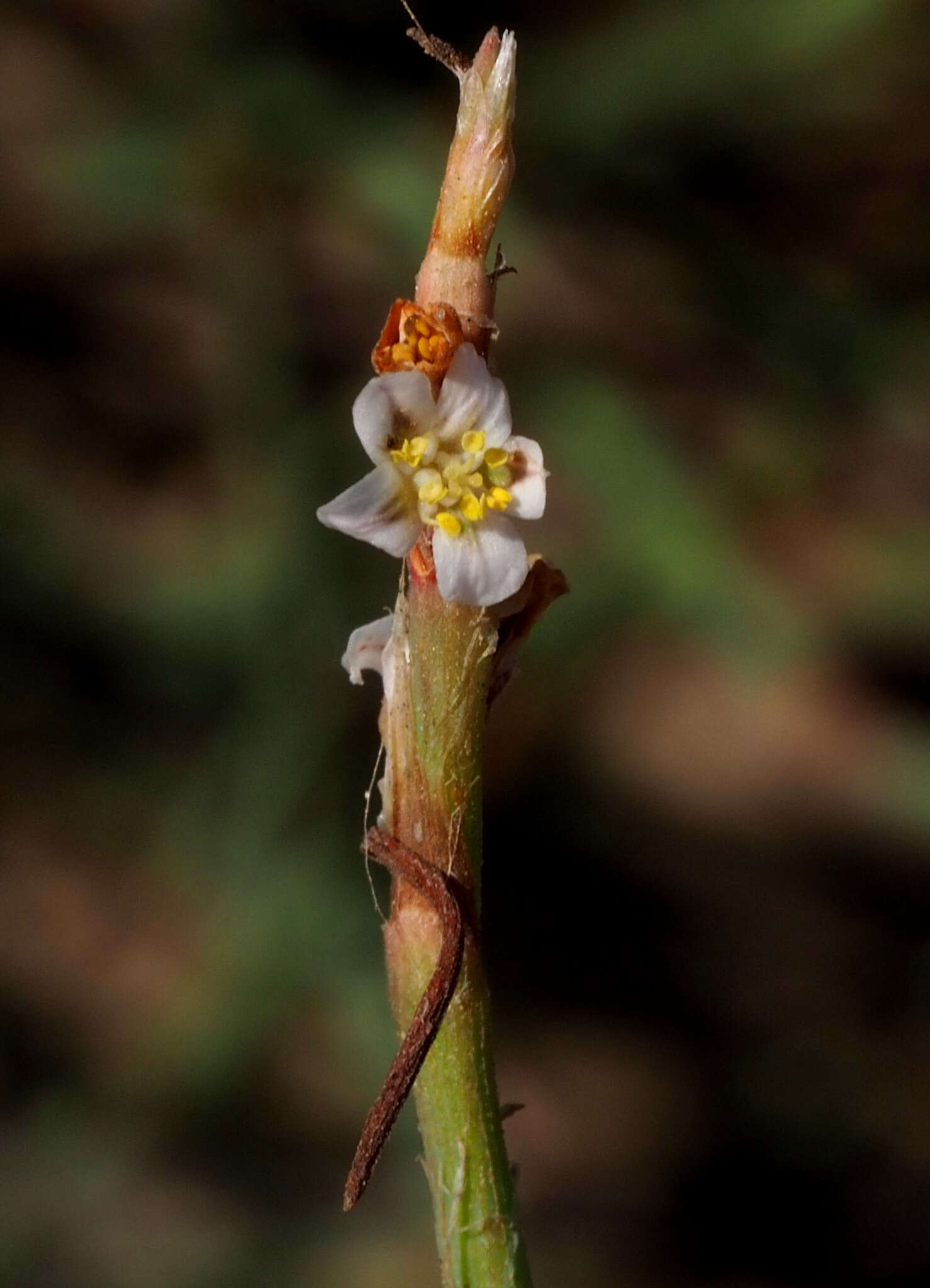 Polygonum palaestinum Zoh. resmi