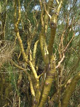 Image of Mt. Etna broom