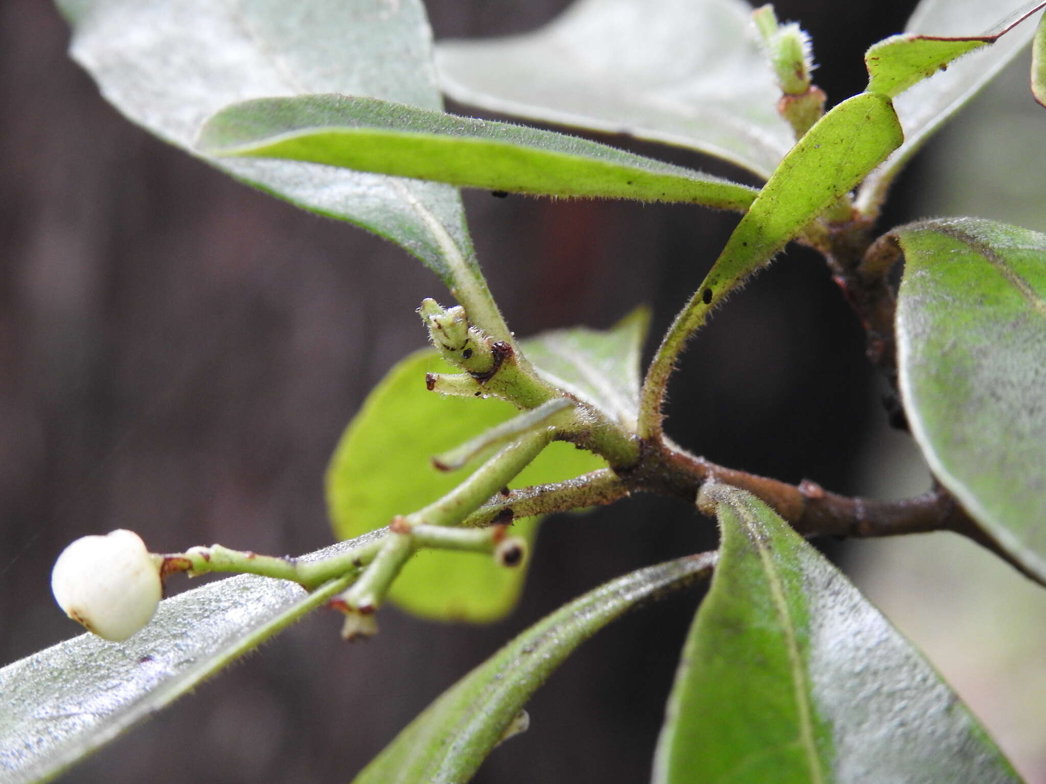 Plancia ëd Psychotria daphnoides A. Cunn. ex Hook.