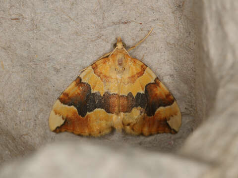 Image of barred yellow